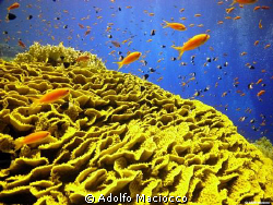 Turbinaria renifornis,
Jackson reef coral garden. by Adolfo Maciocco 